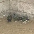 القنفذة - القوز