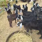 تيوس وجفار