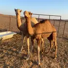 قعدان للبيع