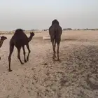 قعود مجهم طيب للبيع