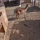للبيع نعجه ساكنيه