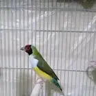 قولدن فينش