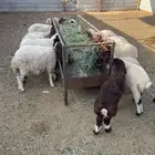 بهم نعيم العدد20