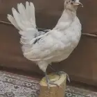 دجاجة محنطة جديده شغل توب التوب