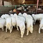 طليان وتيوس مع الذبح وتوصيل لباب بيتك