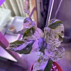 بوتس البو الرخامية البو plnnatum marble