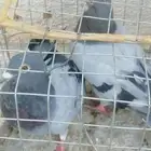 طبات حمام زاجل