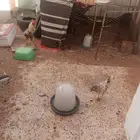 شبك دجاج وملحقاتها