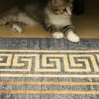 تبني قطط