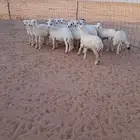 هرافاء هجين رفيد بحري