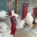 دجاج رومي جمله