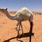 قعود لبيع