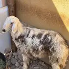 رخله العمر 4 شهور