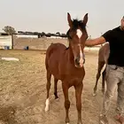 مهرة شعبي