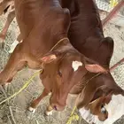 3 حسلان ذكور عمرها 4 شهور