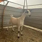 جفره بيشيه فاخره