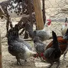دجاج فيومي