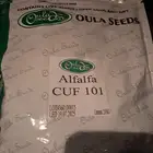 برسيم أمريكي كاف 101