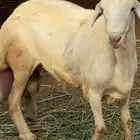 ابو عريش
