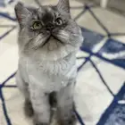 ذكر للتبني همالايا