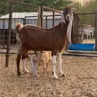 عنز حجازية معها تيس