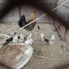 دجاجه مفرخه للبيع