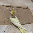 فروخ كروان لاتينو و زوج