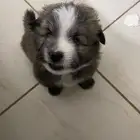 35 days old puppy for sale
