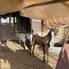 تيس هولندي طيب