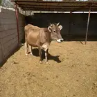 بقره الماني تحتها عجله