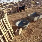 للبيع تيس فحل مشروط