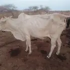 بقره فاخره للبيع
