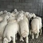 طليان حري ذبائح جبره