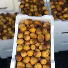 روثانة المدينة