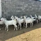معزا صغار أسنون