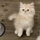 قطط للبيع 250 سكاكا