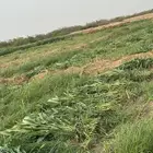 قصب اخضر توصيل لجميع قرى العارضه من 6 ريال