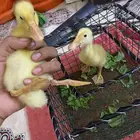 بط للبيع بجميع ملحقاتو