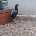 ذكران ديكه مهجنه باكستاني على براهما