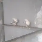 مكه العمره