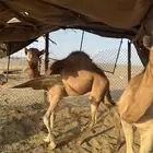 قعدان سمان