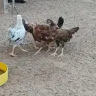 للبيع صوص فرنسي