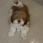 كلب انثى شيتزو للبيع لعوبه