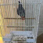 ببغاء نوع كاسكو