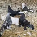 جوز تركي بانتاجه.