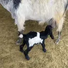 عنز للبيع