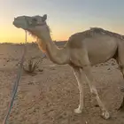 جمل خصي سنه رباع للبيع