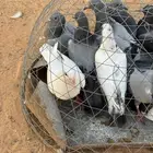 فراخة زاجل