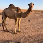 بكره صفراء لقيه