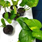 نباتات داخلي